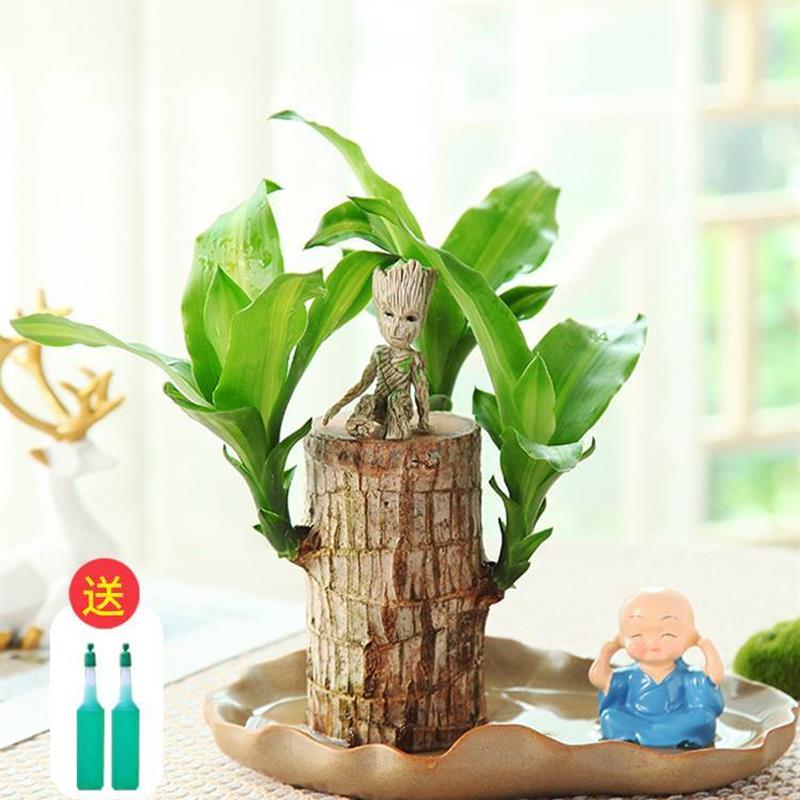 巴西木水养幸运木开花格鲁特小树人四季绿植室内桌面盆栽水培植物
