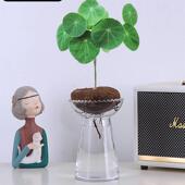 水培植物山乌龟金不换植物室内桌面圆叶盆栽懒人爬藤观叶好养绿植