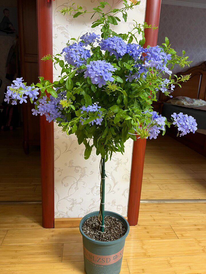 蓝雪花棒棒糖盆栽大苗四季开花蕾丝金露花庭院阳台耐热植物浓香