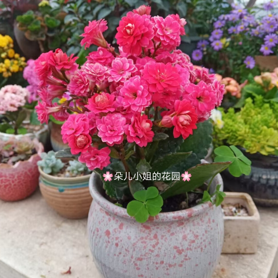 22朵儿 重e瓣长寿福寿花室内室外阳台盆栽花卉多肉植物冬季开花a.
