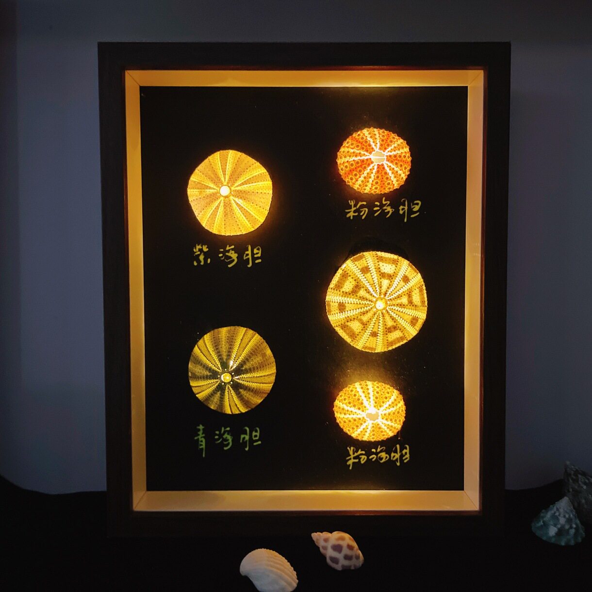 立体中空相框复古小夜灯海胆贝壳标本展示盒手工DIY带灯自装空框