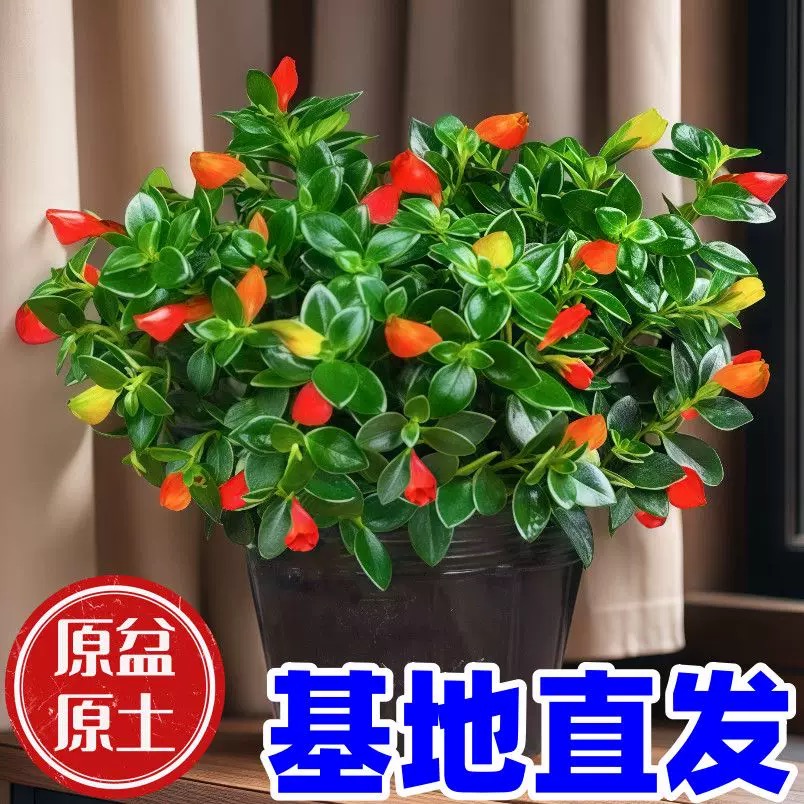 新品金鱼吊兰盆栽带花苞室内阳台秋冬好养活四季耐寒开花卉绿植物