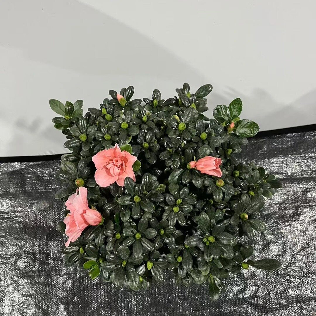 新品杨梅红杜鹃花盆栽带花苞开花植物室内外阳台好养易活花卉