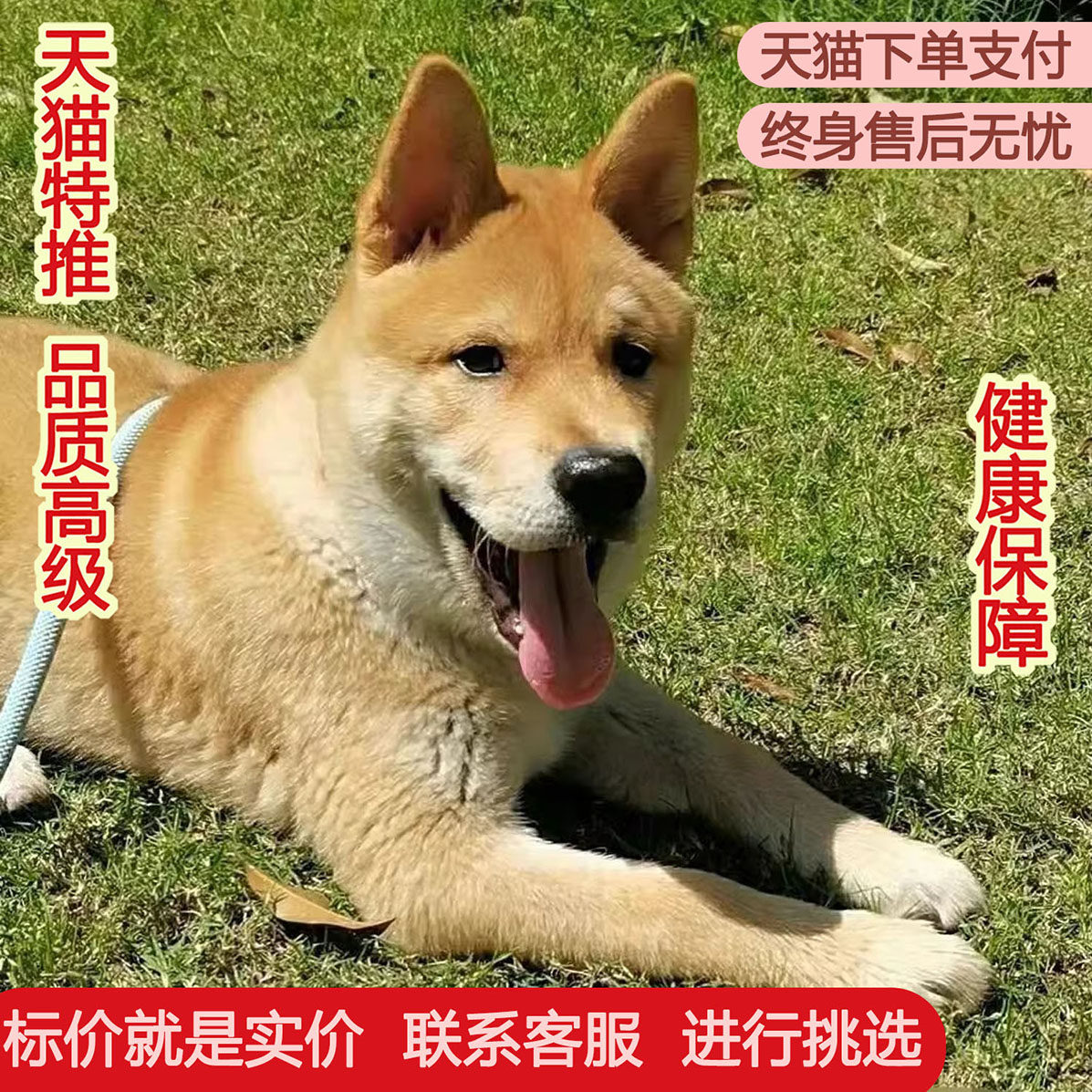 中华田园犬看家护院大黄纯种幼犬2个月黄狗白面小黄狗活体土猎犬