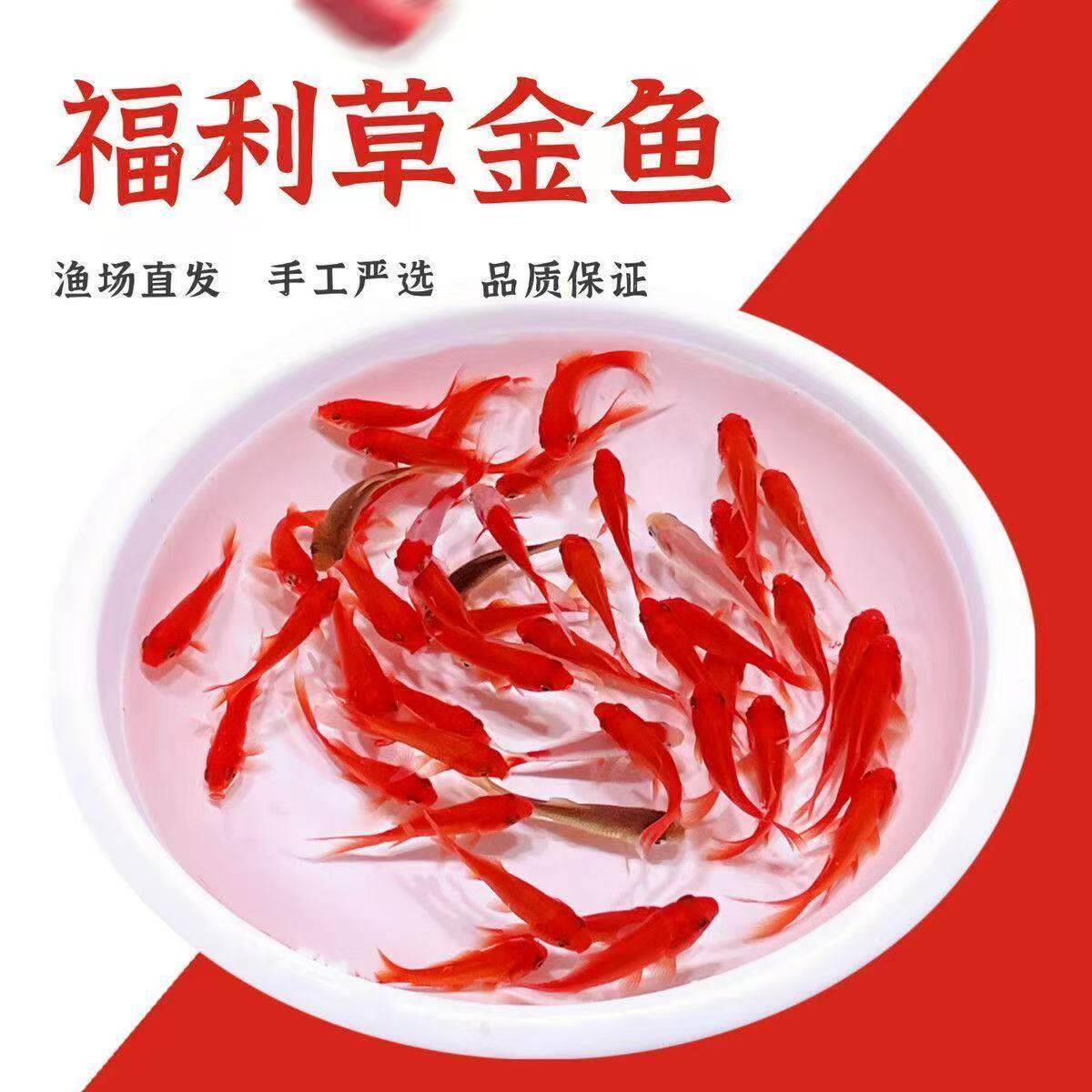 小红白活体鱼黑白血统活鱼苗便宜