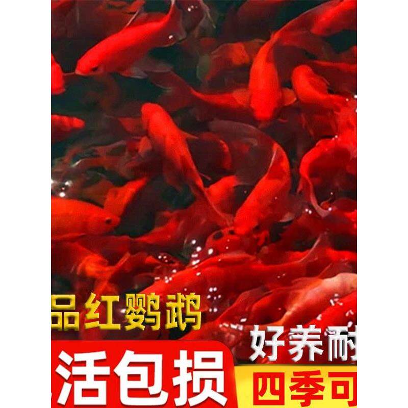 冷水鹦鹉鱼锦鲤观赏鱼活鱼淡水小鱼好养耐活鱼苗生态缸自来水金鱼