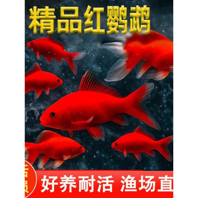 冷水鹦鹉鱼纯种锦鲤活鱼好养耐活自来水可养红金草金鱼淡水观赏鱼