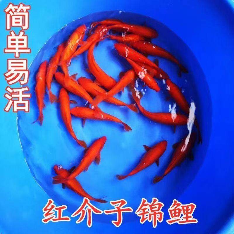 金鱼锦鲤冷水鱼鱼型黄金活鱼活体