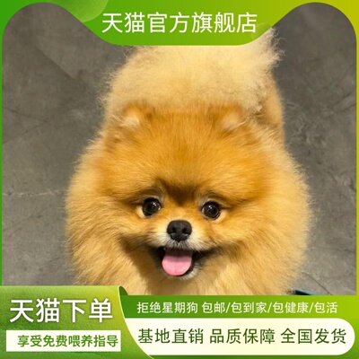 博美幼犬学生版黄色袖珍小型犬萌宠小体活物超物狗听话家养狗便宜