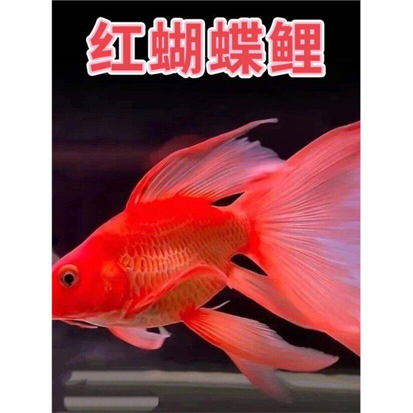 台湾蝴蝶鲤观赏鱼冷水观赏鱼球体短身贵妃鲤淡水观赏鱼鱼缸观赏鱼