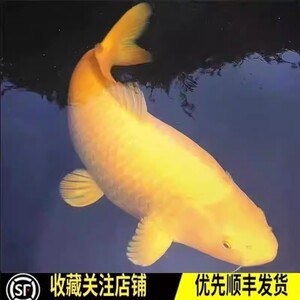 蝴蝶鲤便宜鱼苗白锦鲤小金鱼冷水