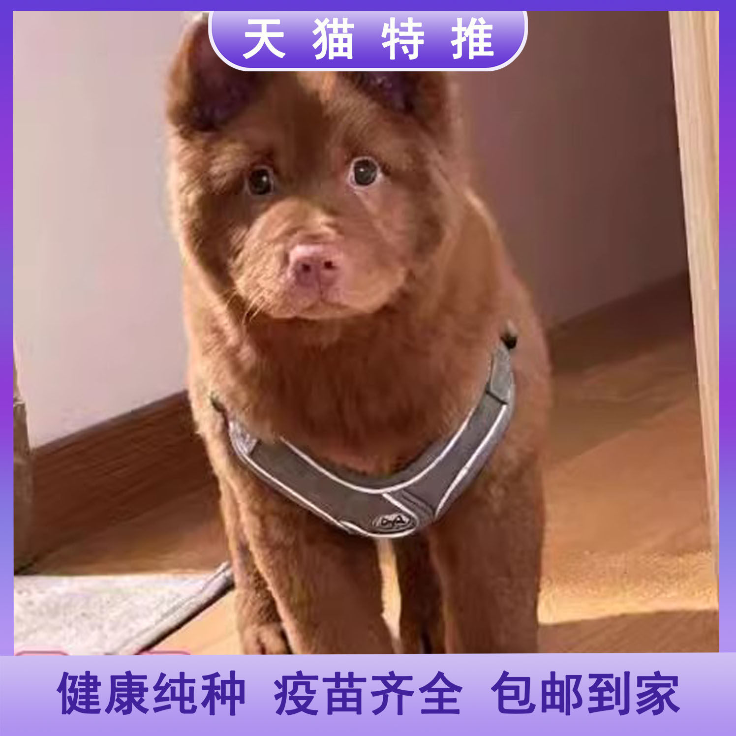 潮汕五红犬五黑犬活体幼犬虎头狗狗虎斑红色土狗土猎犬中华田园犬