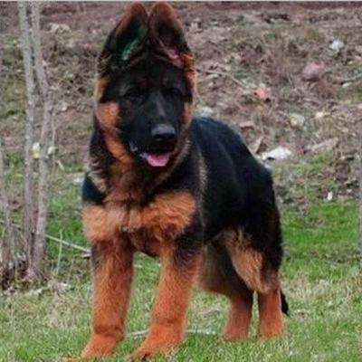 德牧幼犬德国牧羊犬警犬短毛黑背活体大型犬长毛狗狗小狼看家犬狗