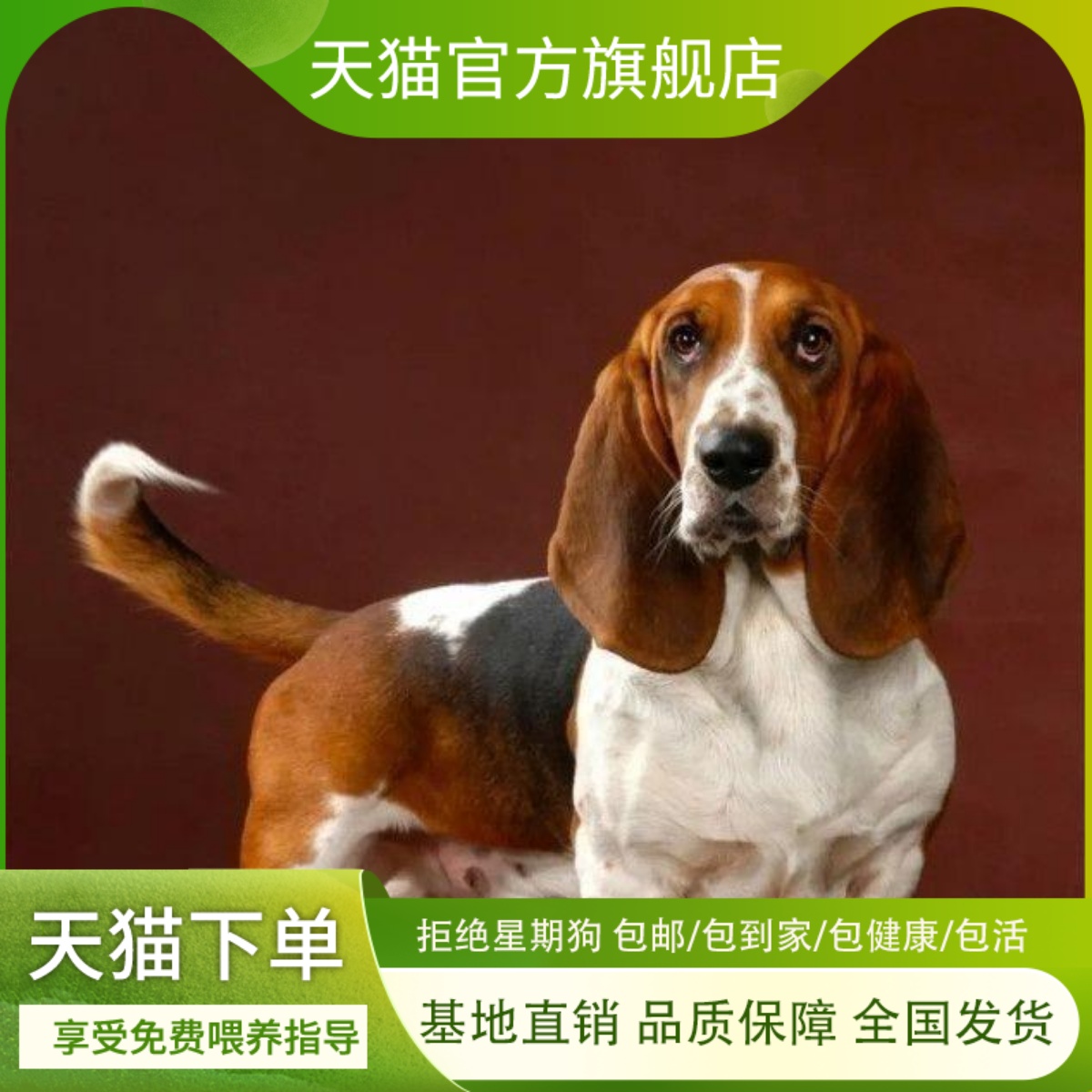 比格幼犬忠诚黑色便宜大头听话可爱猎狗活物家养宠物狗幼崽中型犬