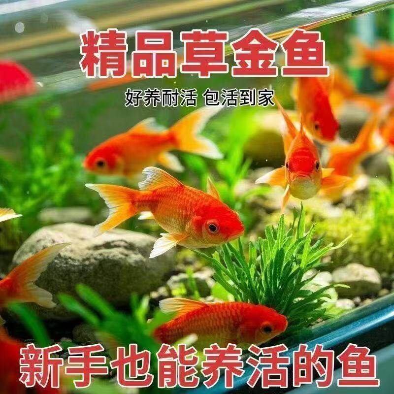 鲤鱼苗三色好养顺丰活体鱼纯种鱼