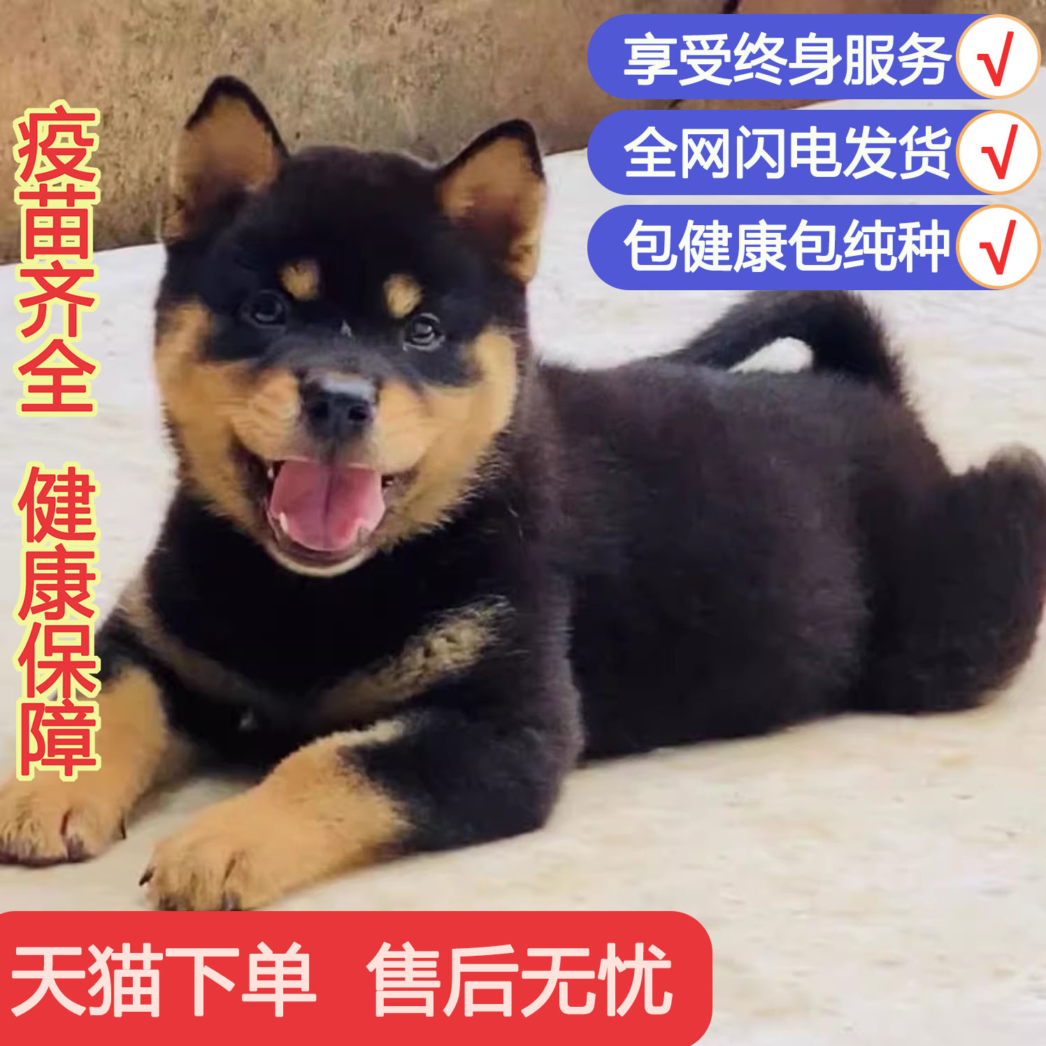 宠悦奇四眼狗家养短毛