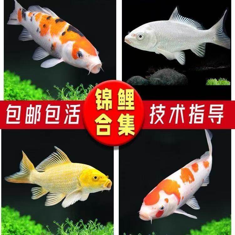 活体冷水鱼顺丰宠物好养活鱼