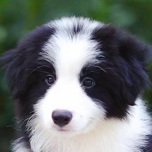 边牧幼犬宠物狗好训练家养活体狗狗家庭边境牧羊犬聪明活物可爱狗