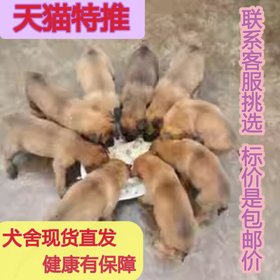 狗狗宠悦奇看家护院大型犬