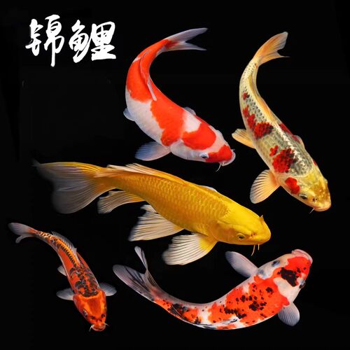 小型好养耐活纯种红白三色锦鲤
