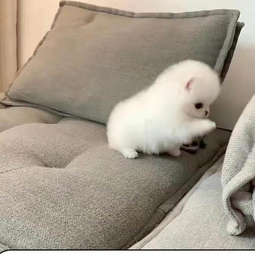 博美幼犬听话狗狗真狗网红俊介犬活泼小体小狗萌宠宠物狗长不大狗