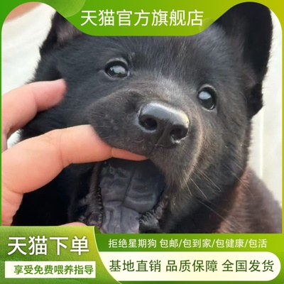 五黑犬幼犬聪明土狗大骨架狗小黑狗纯黑猫耳温顺唐狗狩猎犬可爱狗