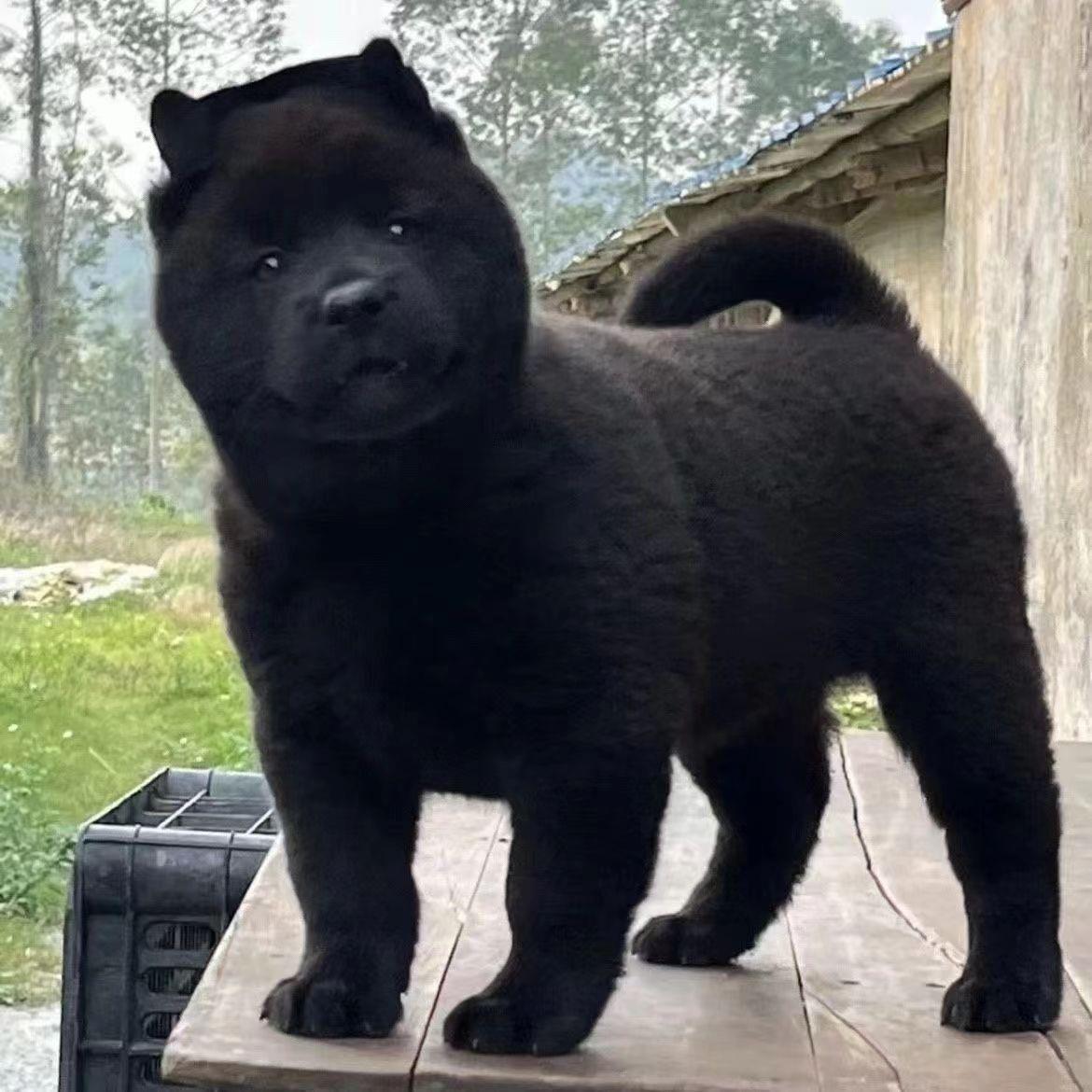 五黑犬幼犬赶山犬小黑狗看家护院宠物狗大骨架正宗听话狗帅气虎头