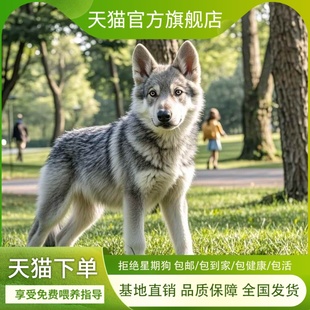 捷克狼犬幼崽大型威猛霸气狩猎猛犬狼犬幼犬活体护主忠心狗狗混血
