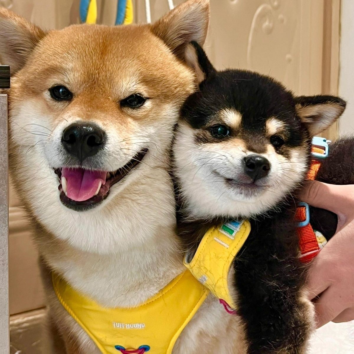 纯种柴犬幼犬活体幼崽双血统日本柴犬豆柴秋田犬中小型宠物狗赛级