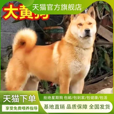 黄狗白面中华田园犬纯土狗看家护院家狗黑狗黄狗白面幼犬家养便宜