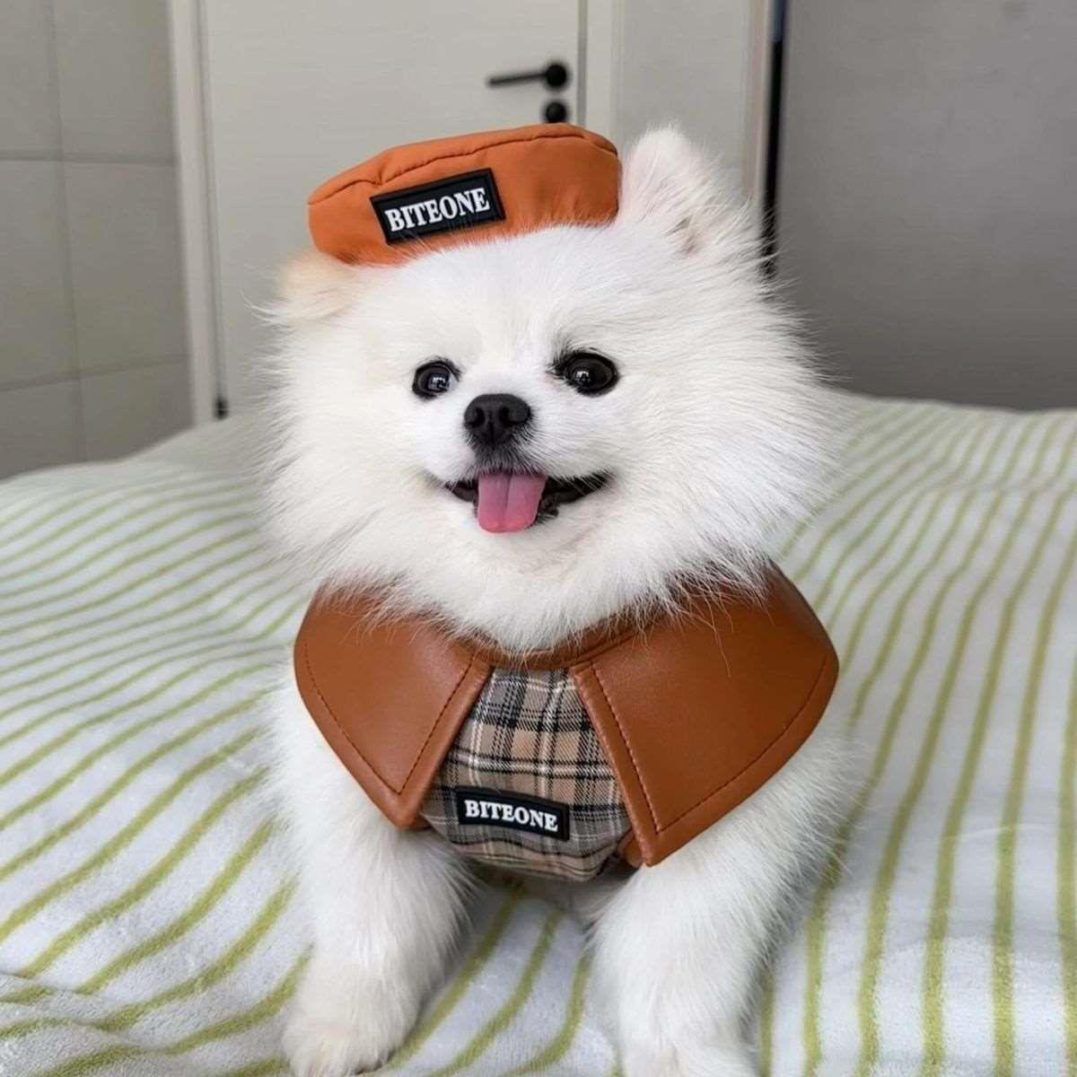 博美幼犬帅气茶杯犬听话学生版小小型犬萌宠活物活泼聪明便宜包邮