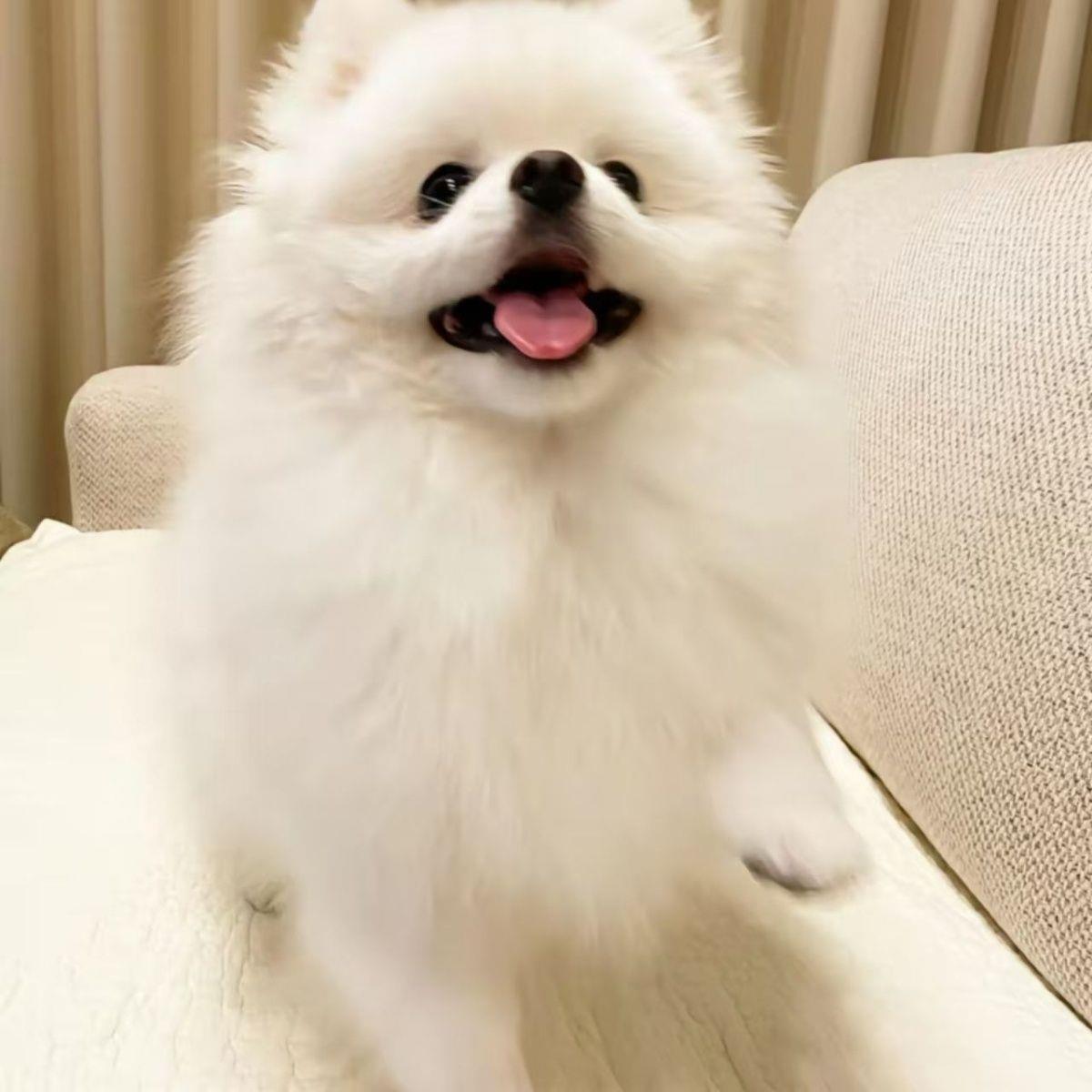 博美幼犬小体狗萌宠便宜帅气活泼小博崽小狗小型犬白色黄长不大狗