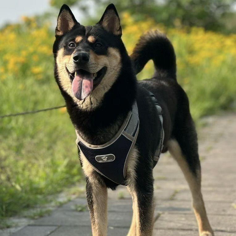 四眼铁包金幼犬活物家养正宗好养活银忠诚赶山犬狗广西土猎犬护主