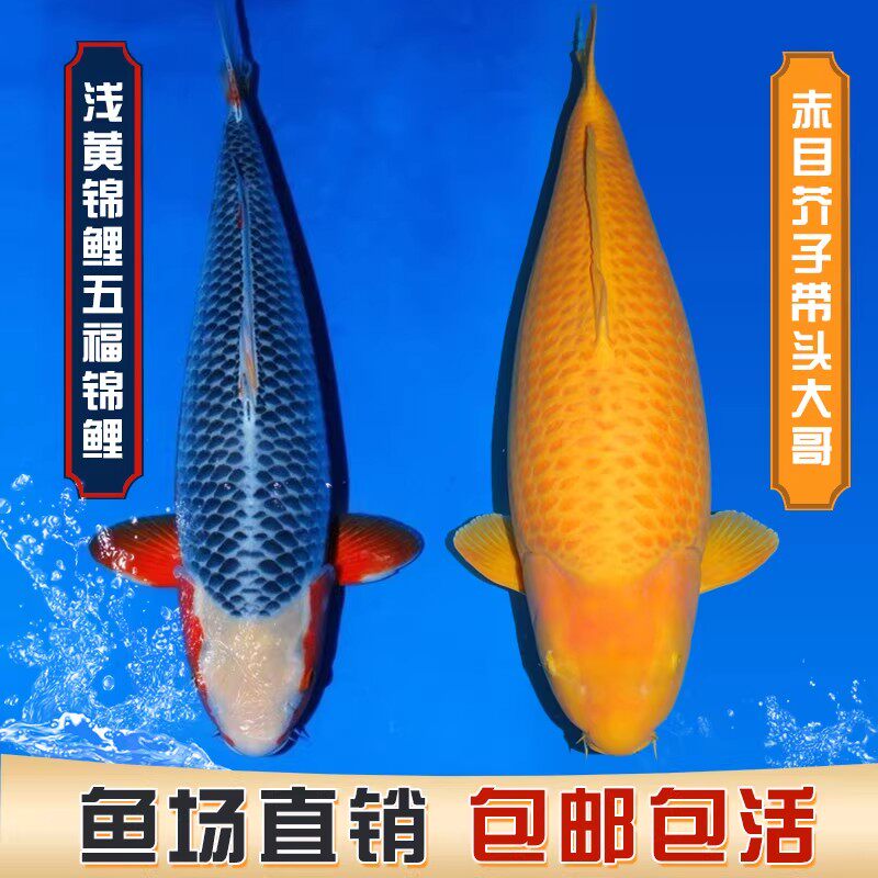 观赏鱼冷水淡水小金鱼好养耐活鱼