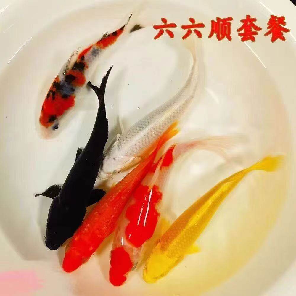 小金鱼活鱼苗血统鲤鱼三色小淡水鱼便宜活体鱼锦鲤草宠物好养小鱼 - 实物图