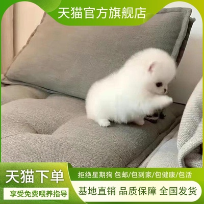博美幼犬听话狗狗真狗网红俊介犬活泼小体小狗萌宠宠物狗长不大狗