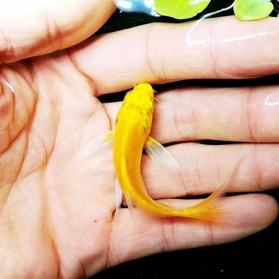 鲤黄金好养小型冷水鱼鱼黄红鱼鱼