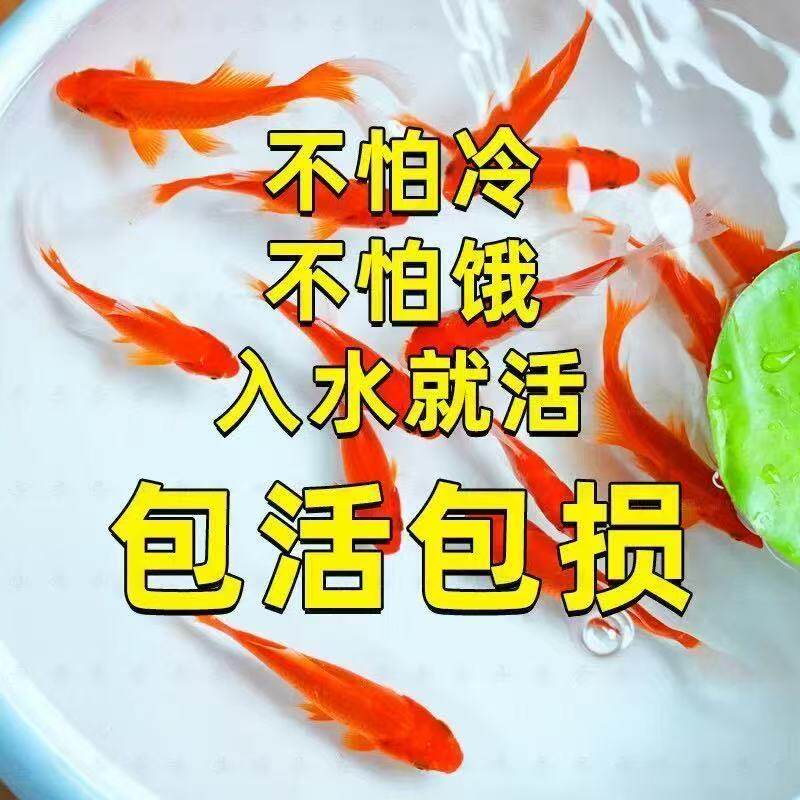 小黄红包邮鱼宠物血统小型活体