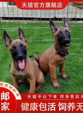 马犬幼犬纯种狗狗幼崽活物宠物狗2-3个月家养便宜中大型正宗警犬