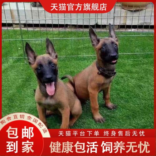 马犬幼犬纯种狗狗幼崽活物