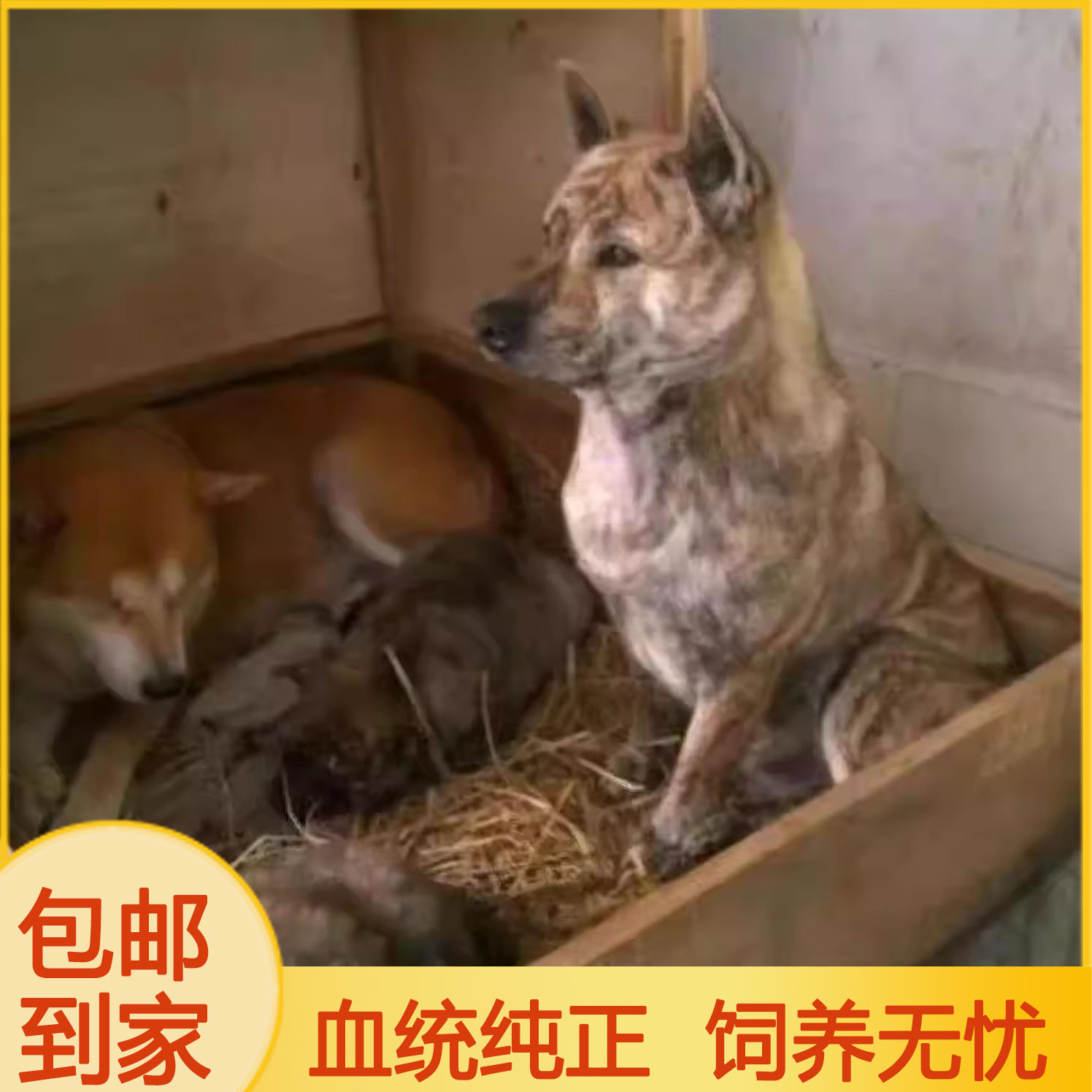 潮汕五红犬现货活幼犬虎头狗狗虎斑红色土狗土猎犬中华田园犬活的