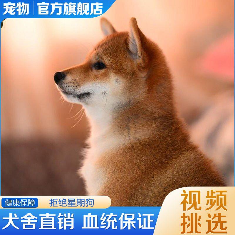 黑色柴犬纯种2-3个月豆柴小型犬宠物狗活物短毛白色日本柴犬幼犬-封面