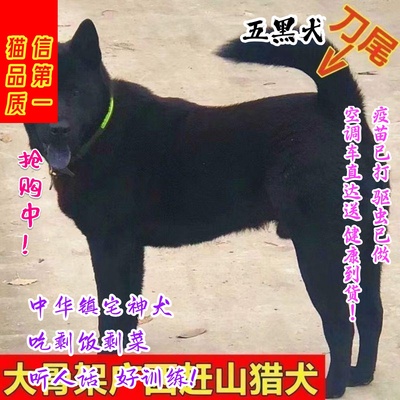 五黑犬幼犬黑狗田园犬中华土猎犬狗短毛黑广西土狗纯黑标准又帅气