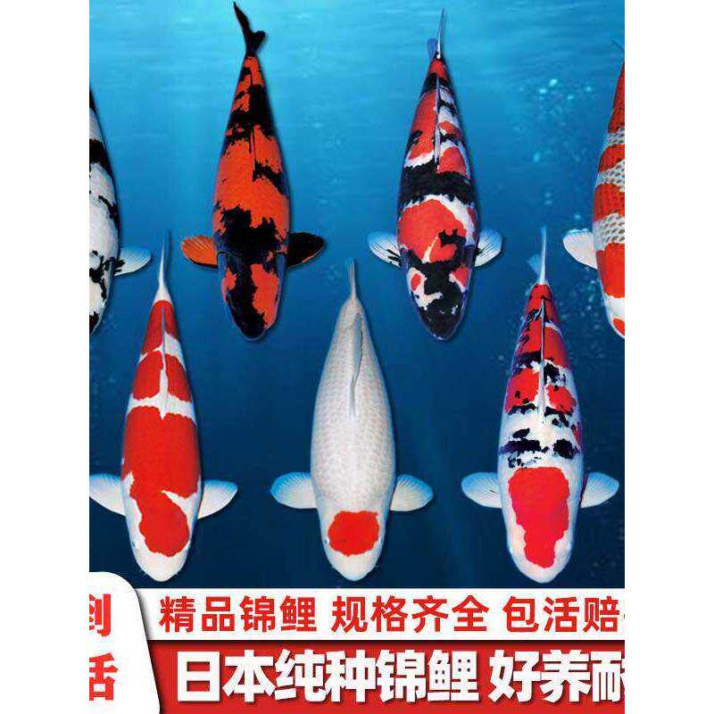 冷水淡水锦鲤鱼红白三色介子昭和观赏鱼好养耐活金鱼小鱼苗