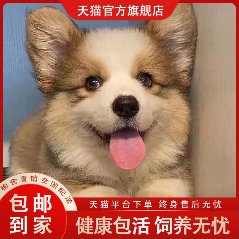 柯基幼犬黄白柯基小短腿黄白三色柯基小狗小型宠物狗可爱活物健康