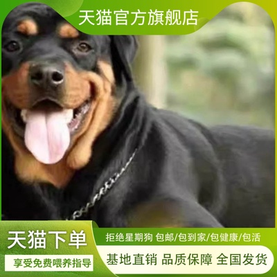 罗威纳幼犬黑狗霸气短毛护主猛犬护院看家大头好养小狗听话宠物狗