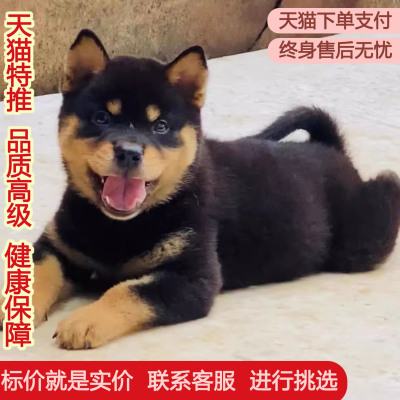 四眼铁包金中华田园犬活物狗狗农村打猎犬土狗德牧混血便宜巡山犬