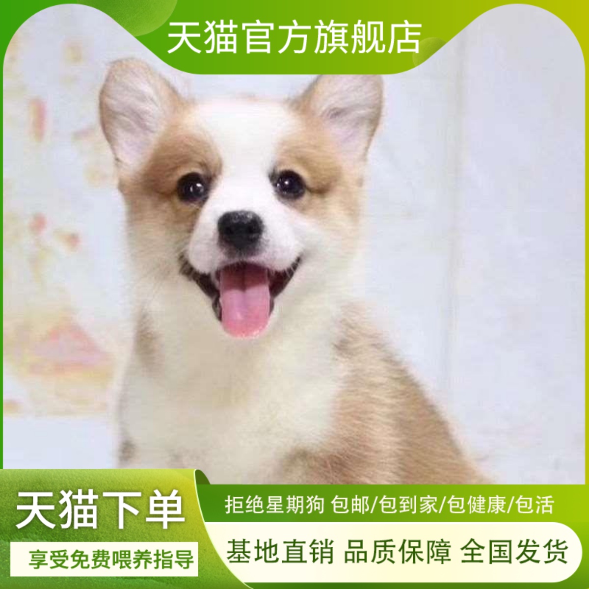 柯基幼犬小短腿家养狗狗狗中小型威尔士犬舍两色活物懒人双色陪伴