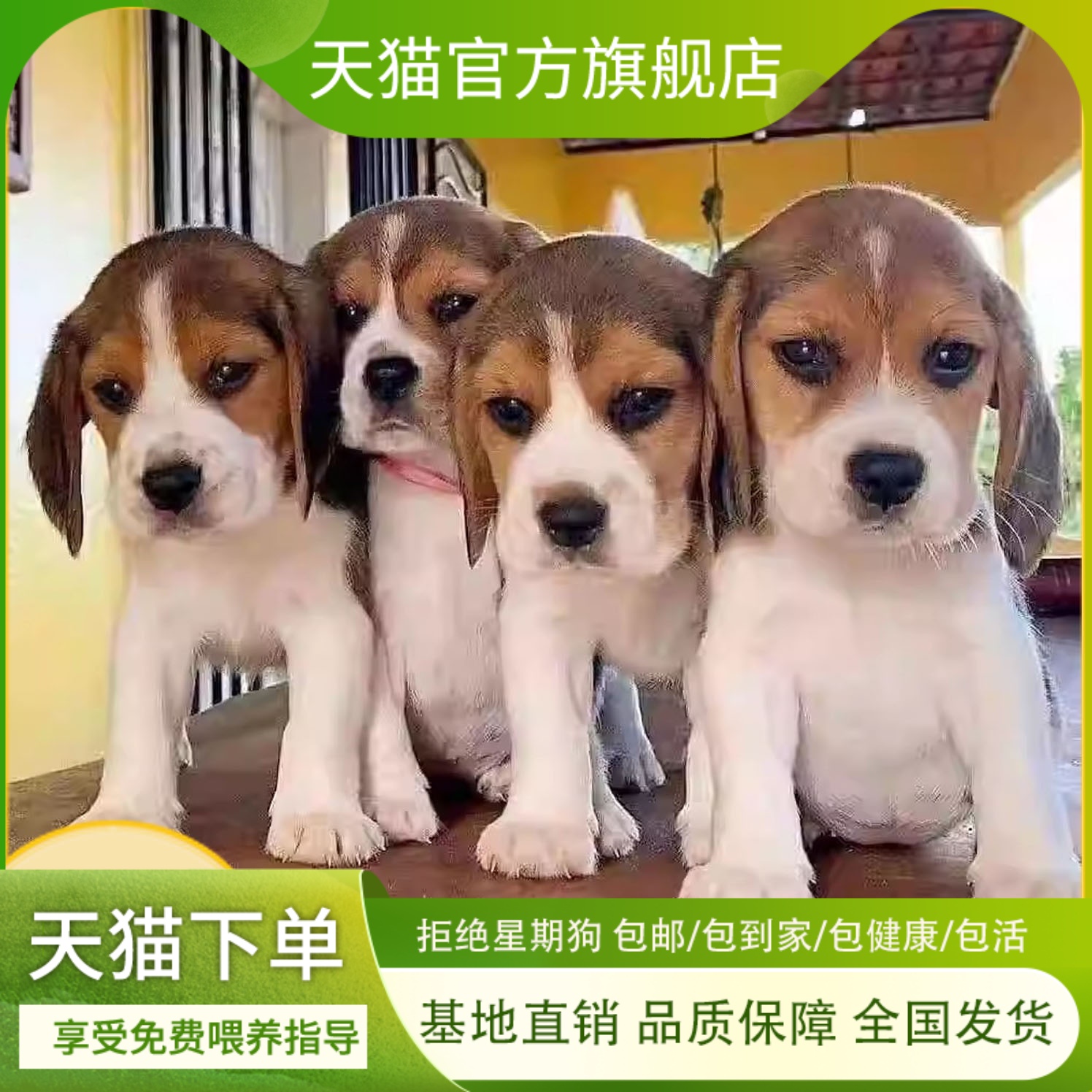 狗狗宠悦奇看家护院小型犬