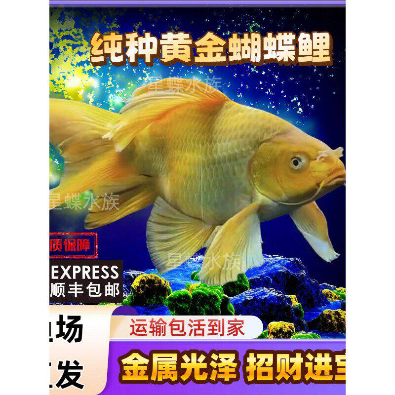 正宗黄金蝴蝶鲤白观赏鱼冷水鱼短身淡水狮头长尾锦鲤鱼活体包邮